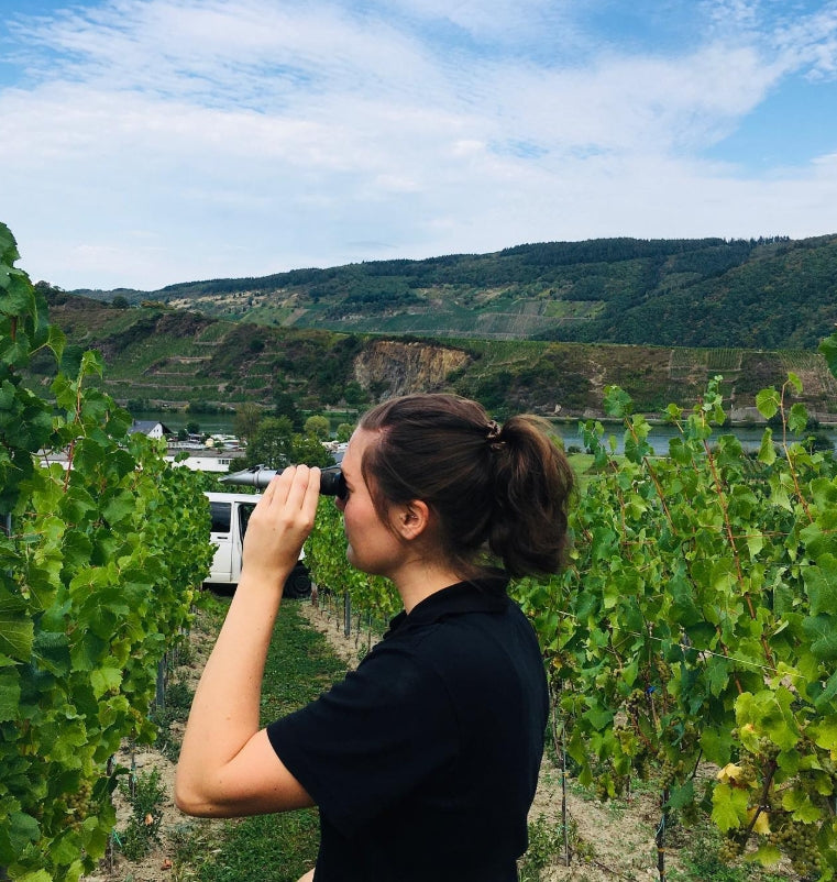 🍇 Zuckergehalt der Trauben – so messen wir den Reifegrad unserer Weißburgunder-Trauben