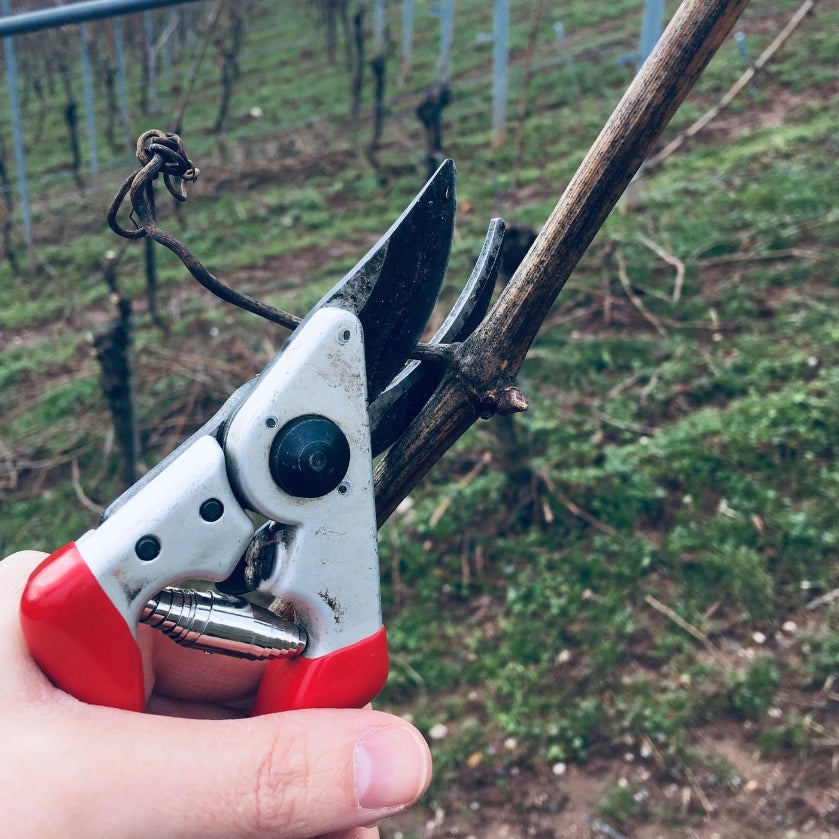 ✂️ Rebschnitt & Ausheben – Winterarbeit im Weinberg