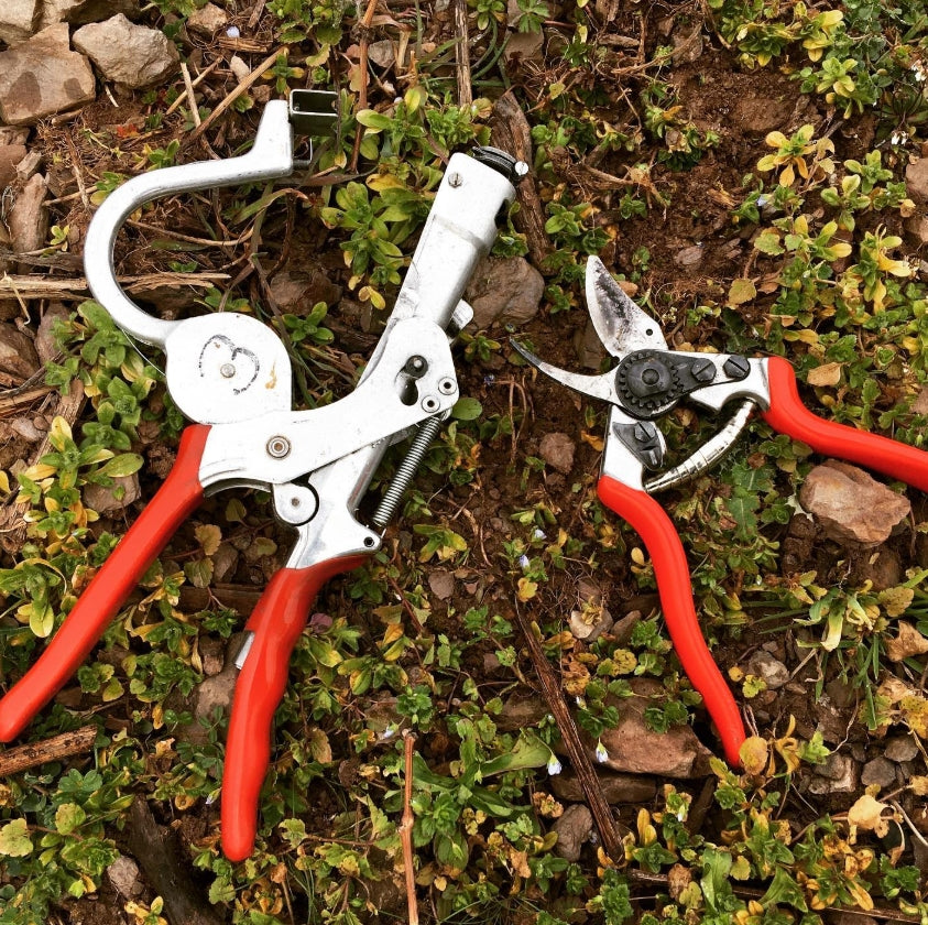 🌿 Biegen & Binden – so bereiten wir unsere Reben auf den Frühling vor