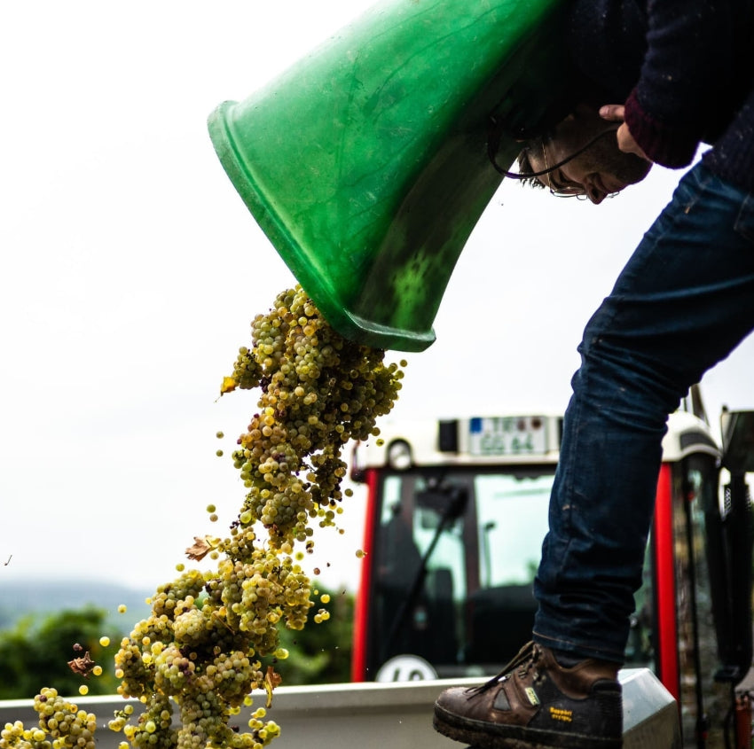 🍇 Vorfreude auf die Traubenlese – Tradition trifft Muskelkraft