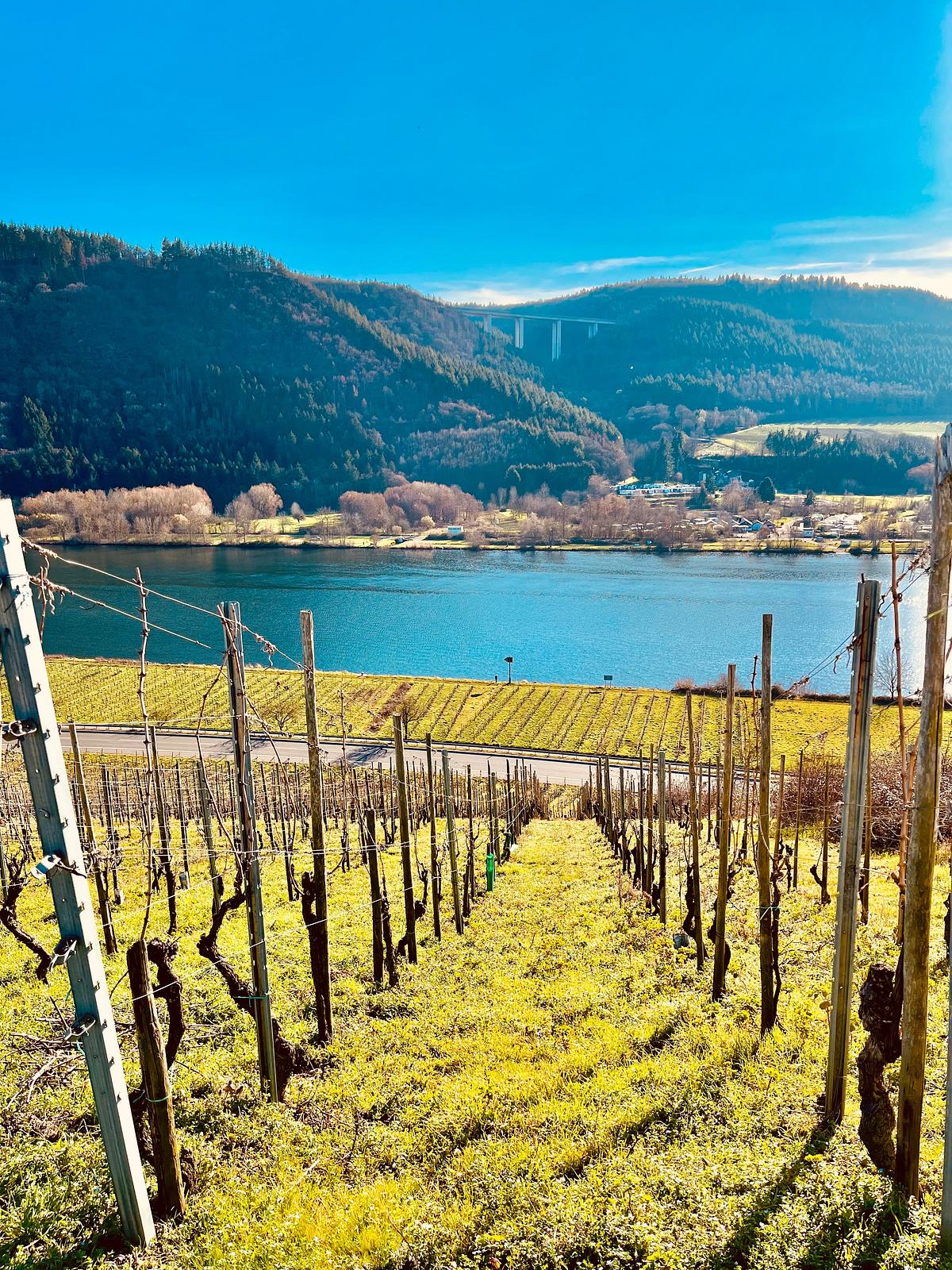 Rebschnitt & Rebstockpatenschaften